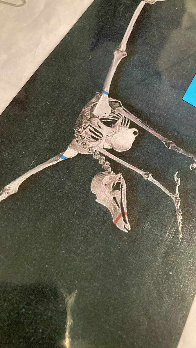 ClgRosaParks's tweet photo. [PEAC] Bravo aux élèves médiateurs @ClgRosaParks qui ont brillé dans la @NuitdesMusees au @museumtoulouse par leurs présentations de squelettes. Merci aussi aux adultes qui ont contribué à ce projet qui a valorisé les élèves @DAACToulouse @EducPrio31 @EducPrio_AcTlse https://t.co/UdMcDGpdv4