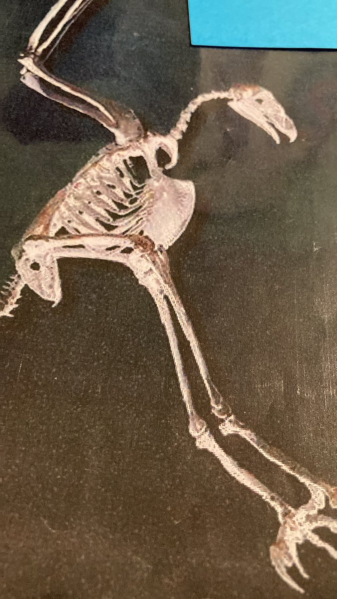 ClgRosaParks's tweet photo. [PEAC] Bravo aux élèves médiateurs @ClgRosaParks qui ont brillé dans la @NuitdesMusees au @museumtoulouse par leurs présentations de squelettes. Merci aussi aux adultes qui ont contribué à ce projet qui a valorisé les élèves @DAACToulouse @EducPrio31 @EducPrio_AcTlse https://t.co/UdMcDGpdv4