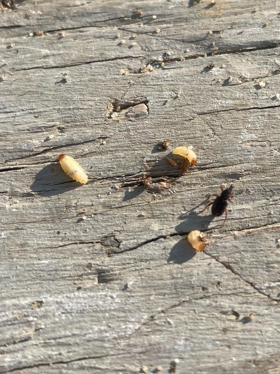 Tom Kuhar tweet media