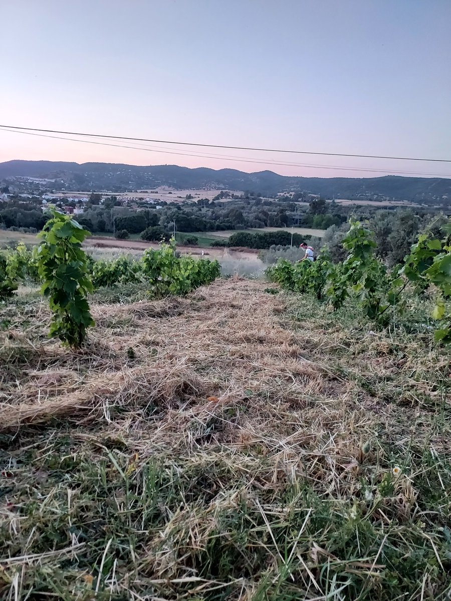 DiazJoseda's tweet photo. Va evolucionando la viña. 

Y aquí, como no hay John Deere, hay que tirar de "Quitafrios"... y que maravilla de cubierta queda a disposición de la #planta, los #insectos y el #suelo 👏👏 https://t.co/Wgi2hnHy7q