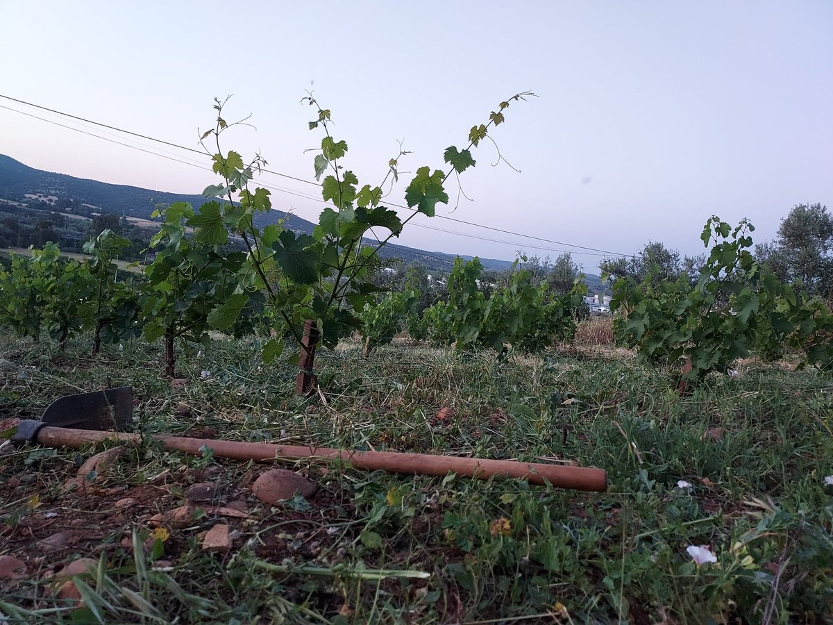 Va evolucionando la viña. 

Y aquí, como no hay John Deere, hay que tirar de "Quitafrios"... y que maravilla de cubierta queda a disposición de la #planta, los #insectos y el #suelo 👏👏