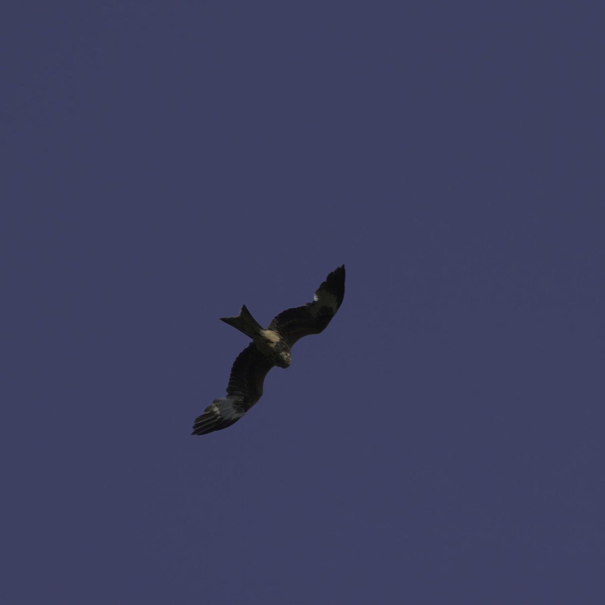 Trishsnaturepix's tweet photo. Nice to see this stunner above Highgate Common this afternoon 🤗
#redkite #kite #highgatecommon #westmidlandsbirding #staffswildlife #raptors https://t.co/fZn3YVW4Re