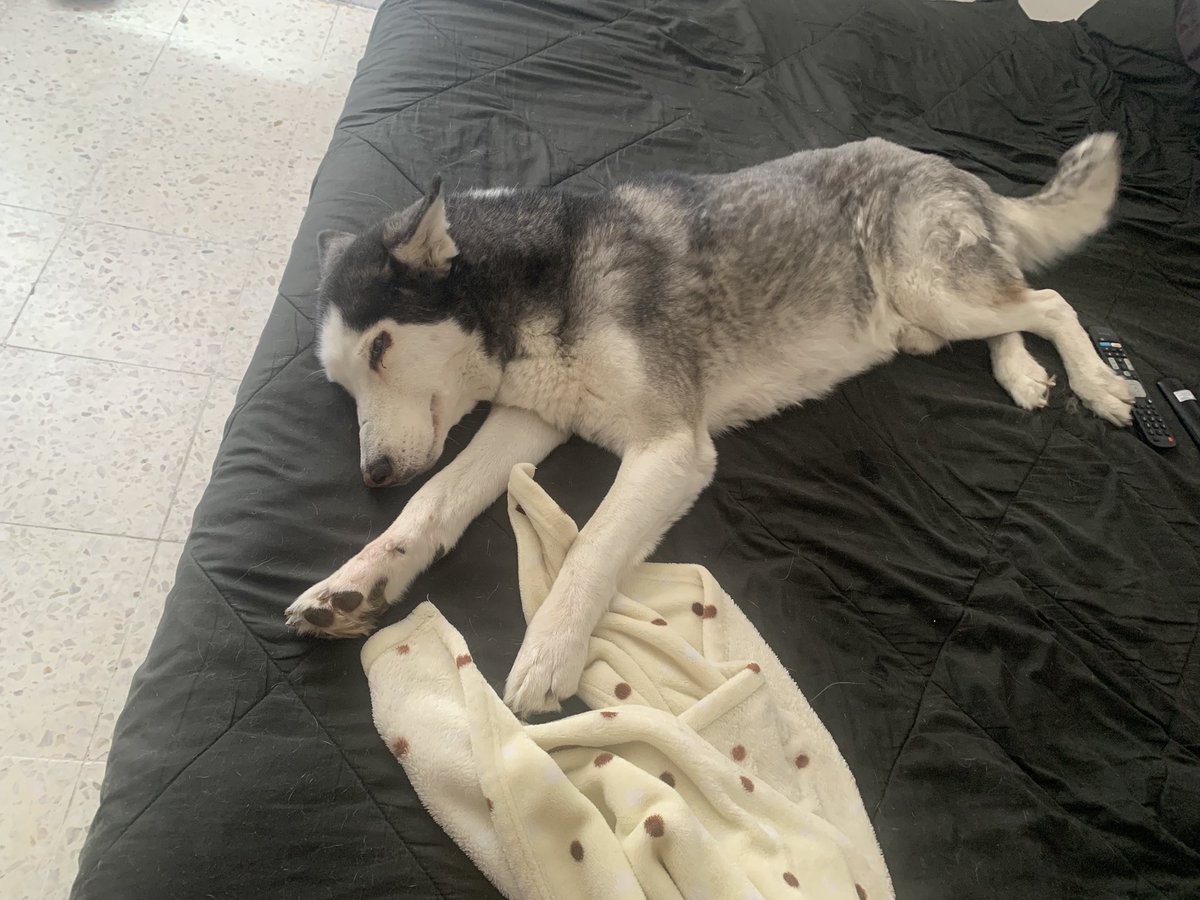 copadojf's tweet photo. El rey descansando !! https://t.co/IP3M13p3oz