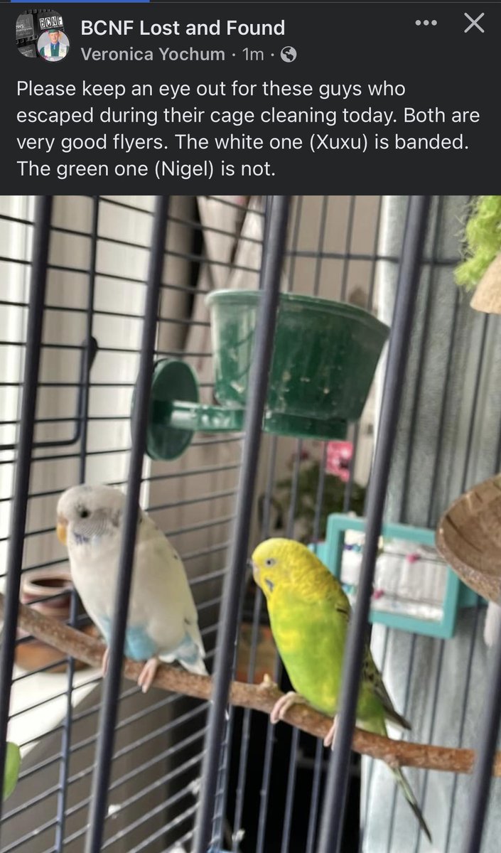 Keep an eye out for a pair of Parakeets lost in #Perkaise