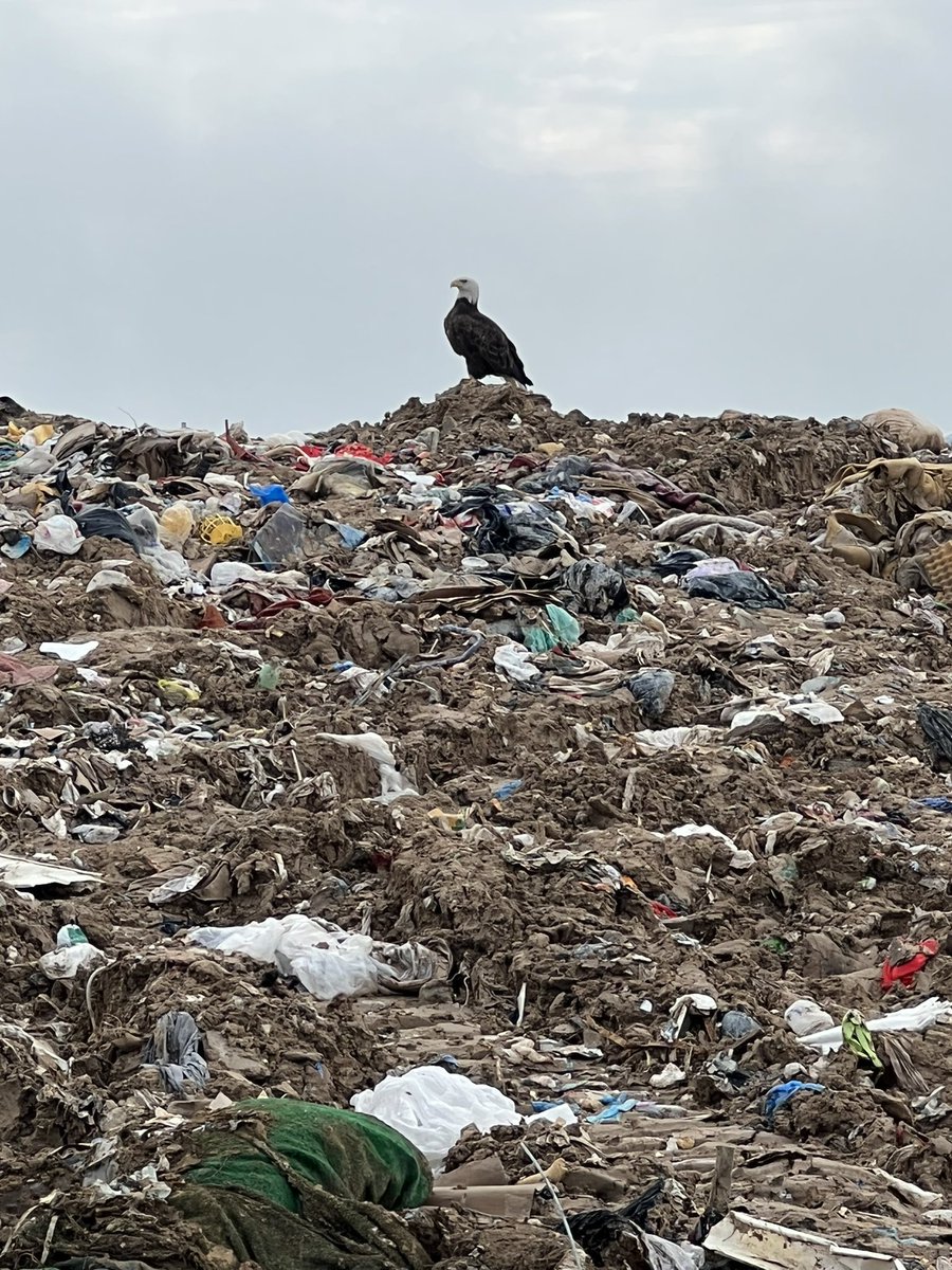 noblestables's tweet image. Started my day at a special place and well, seems appropriate to have spotted this gem 💎 🦅 💎#usa #dump #imeanreally #eagle