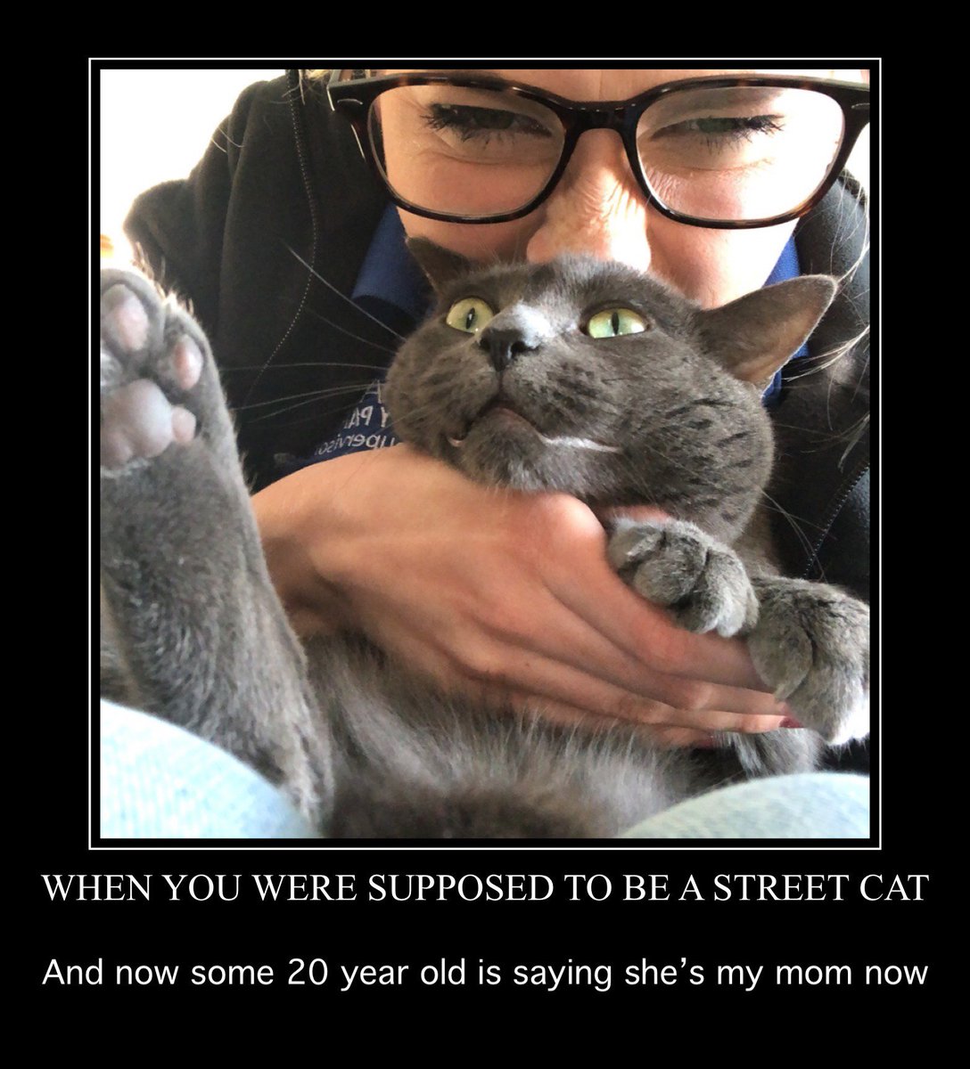 Litterbox tweet media