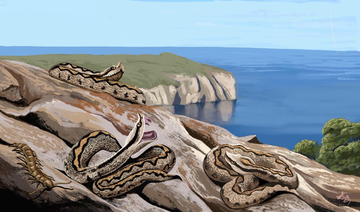 HodariNundu's tweet photo. You've heard of insular dwarfism in mammals but did you know Ibiza had a pygmy #viper? Vipera latastei ebusitana was around 36 cm long, whereas its mainland ancestor, which still exists today, can grow to over 70 cm! It dissappeared 4000 years ago with the arrival of humans. https://t.co/BUVJDga537