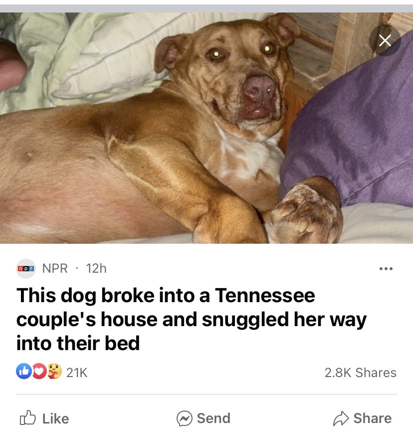1followernodad's tweet photo. I love me some hard-hitting NPR news https://t.co/h3pmVAHoHj