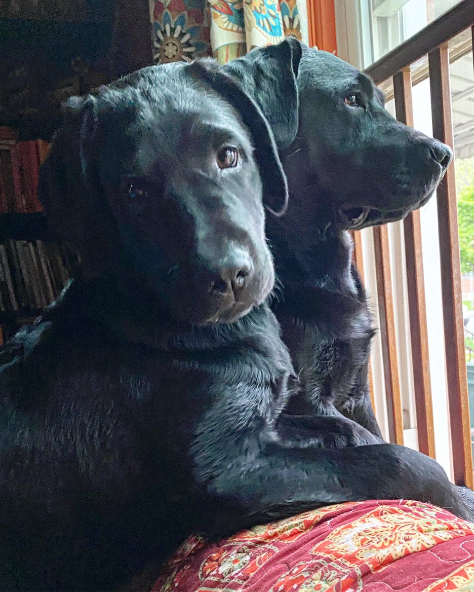 HenryTheChocLab's tweet photo. Gladys Kravitz in Training!🕵️♀️👀 #NeighbourhoodWatch #GuardPuppyOnDuty #BigSisterLittleSister #RubyAndRosie #DogsOfTwitter #GladysKravitz https://t.co/6mXD21OzRw