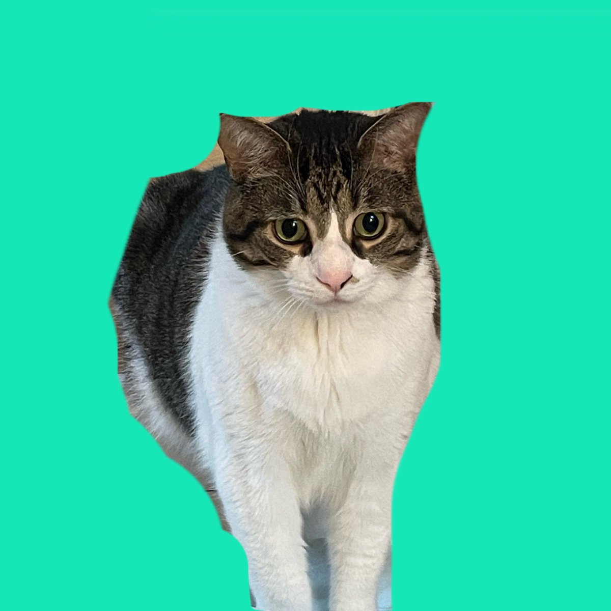 Hartley85601946's tweet photo. 🚨🚨ANNOUNCEMENT ALERT !!!🚨🚨 Followers, it is with great pride that I announce my first ever line of NFTs! What’s an Nft? I will explain stupid. It is a non funjibul token, which means you legally can’t screenshot them. DO NOT SCREENSHOT. DONT. They are my creative property… https://t.co/iBnFvdEyBJ