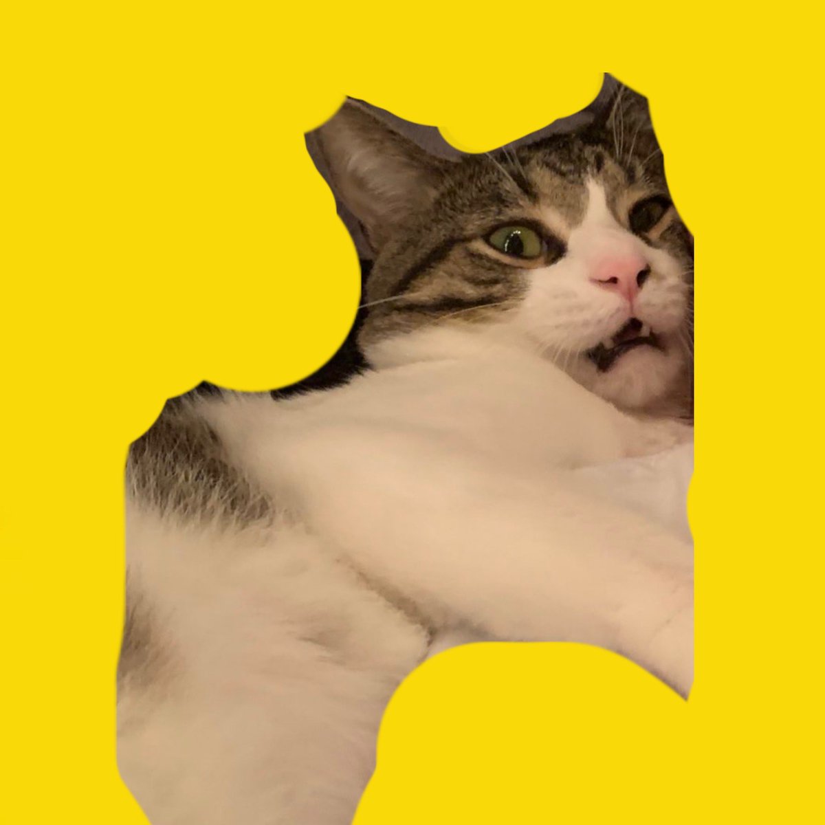 Hartley85601946's tweet photo. 🚨🚨ANNOUNCEMENT ALERT !!!🚨🚨 Followers, it is with great pride that I announce my first ever line of NFTs! What’s an Nft? I will explain stupid. It is a non funjibul token, which means you legally can’t screenshot them. DO NOT SCREENSHOT. DONT. They are my creative property… https://t.co/iBnFvdEyBJ