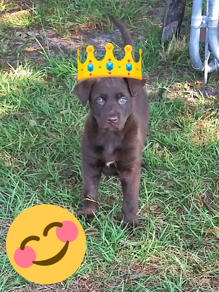 MyromSmith's tweet photo. This my Baby Dogga!!!....7 weeks old male German Shepherd name ...Kodi Bear https://t.co/c9hxuSLzpI