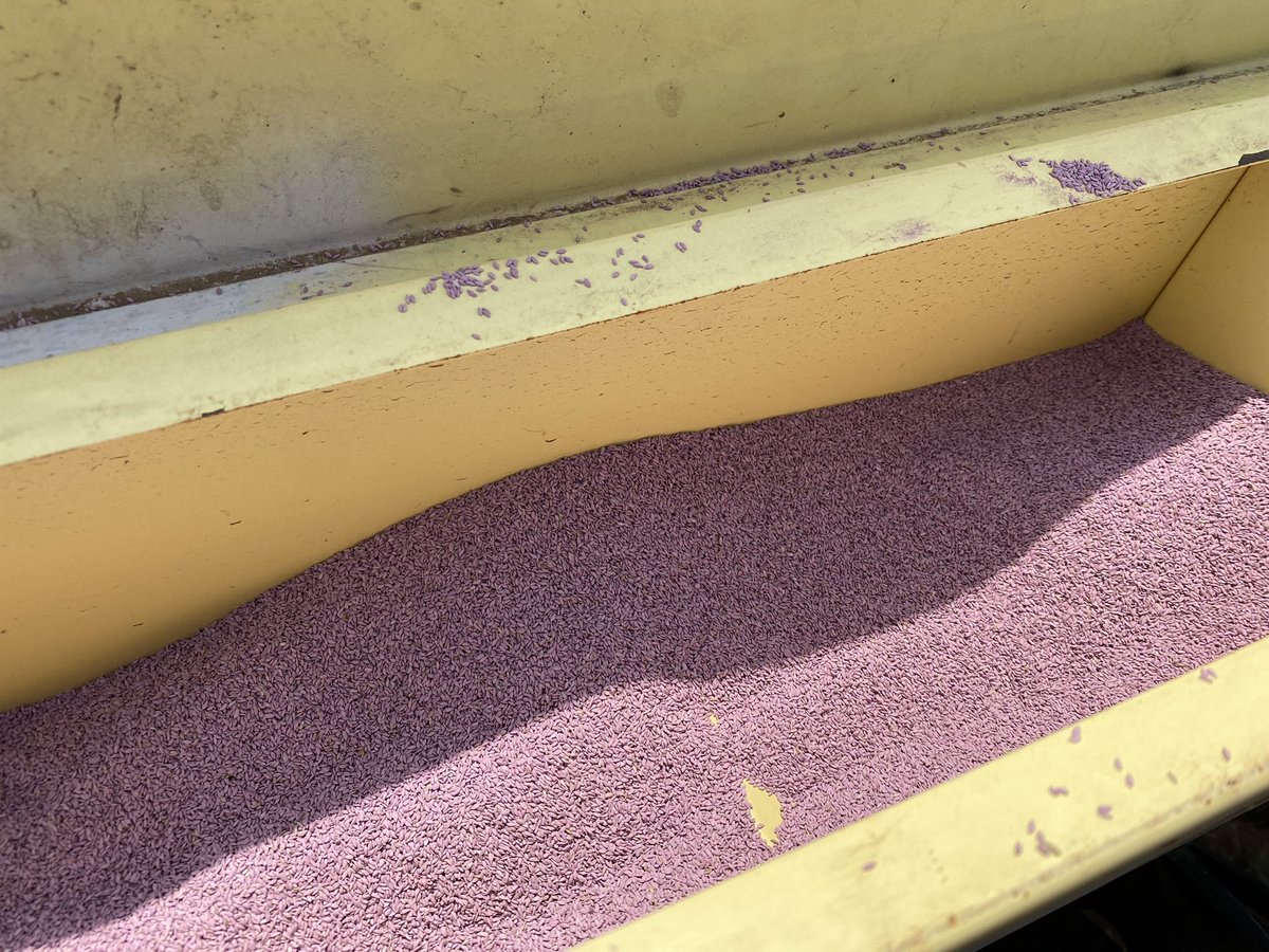 Planting <a href="/AgriLife/">Texas A&M AgriLife</a> #forage Bermudagrass plots at Bushland. Same trial in NM with @NM_Forage &amp; <a href="/NMSUGhimire/">Rajan Ghimire</a> As declining Ogallala water is concentrated to optimize #irrigation, we are seeking options to maintain forage production with deficit irrigation @garynbigham <a href="/kheflinTxAg/">Kevin Heflin</a>