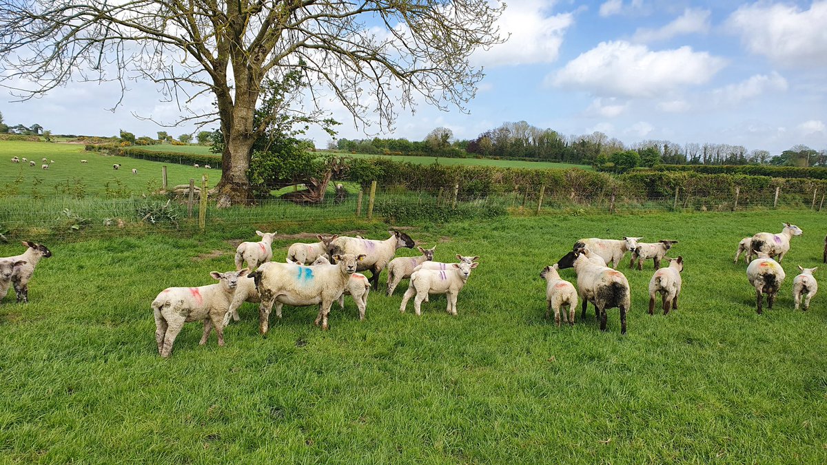 john1_farrell's tweet photo. Looking forward to a great event on Thursday. Great to get out on farm last week to hear Peadar and Aoifes story and make final preparations. 575 ewes, 230acs, excellent grazing infrastructure, optimum soil fertility, clover and lots more #igasheep #igaevents @MullinahoneCoop https://t.co/Yh0ipj46EE