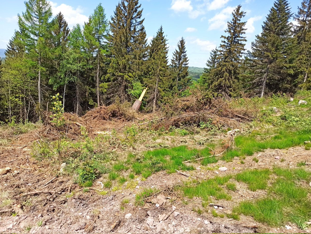 nieherbata's tweet photo. @SzJadczak Widok z czerwonego szlaku prowadzącego na szczyt Włodzickiej Góry i wieży widokowej odbudowanej w 2018 roku. Lokalna atrakcja turystyczna. https://t.co/3hBDEOC9iP