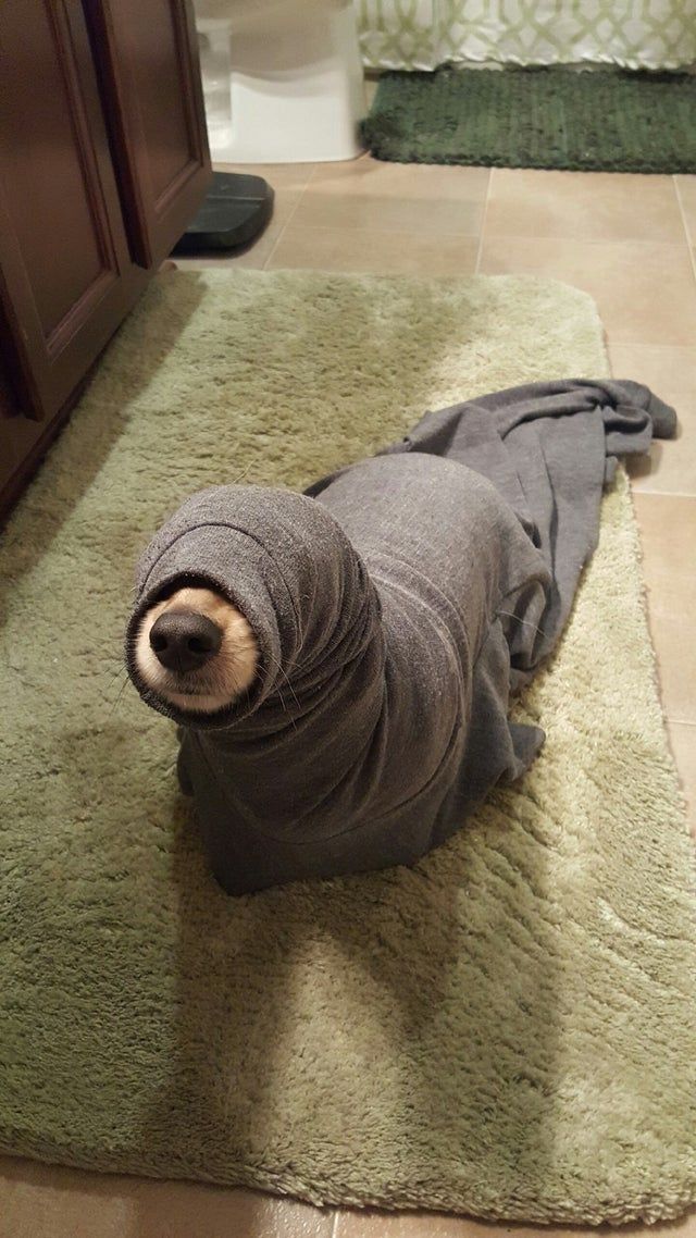 DPPlaFrance's tweet photo. C'est bon j'ai trouvé un moyen d'emmener mon chien à la piscine. #Grenoble #Burkini @EricPiolle https://t.co/lWXLf8xo3i