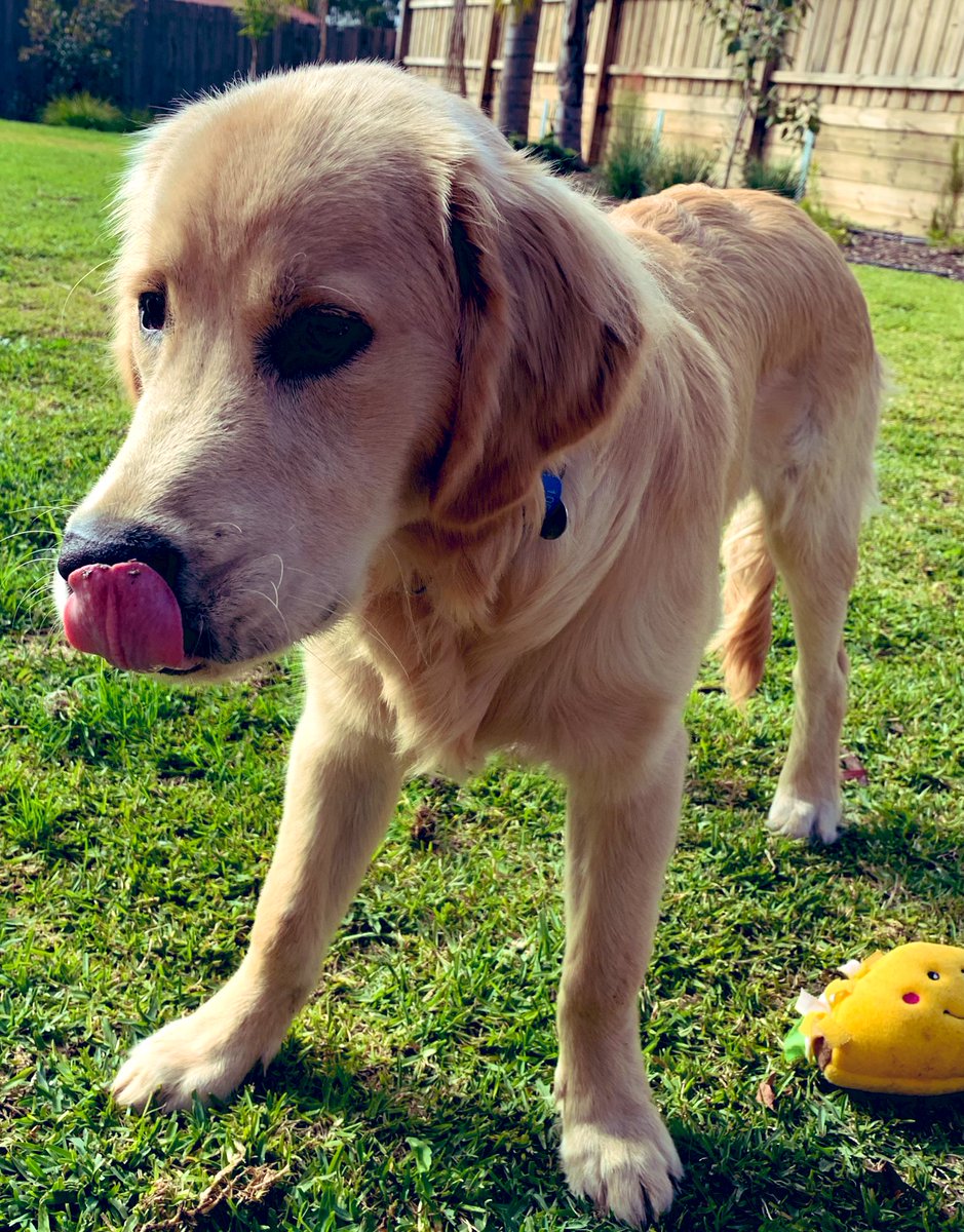 Tongues out Tuesday 😛😋🤪#tonguesouttuesday #DogsofTwittter #GoldenRetrievers