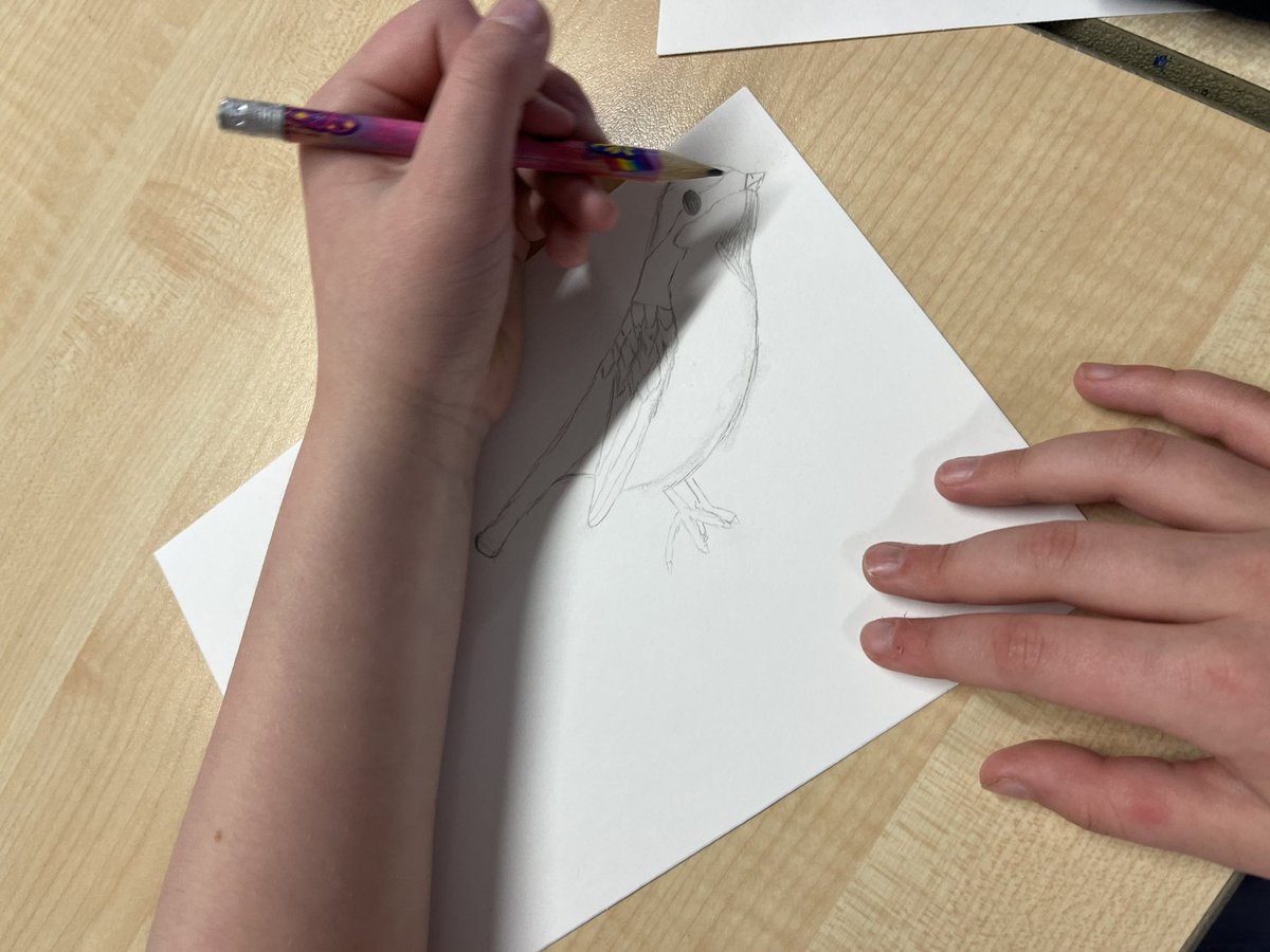 MrsCMuirCPS's tweet photo. Primary 3 sketched these wonderful House Sparrows today 💚🐦🪶@MissRafferty4 @MissBonar_ @carmondean_ps https://t.co/WBVQZiBiKe