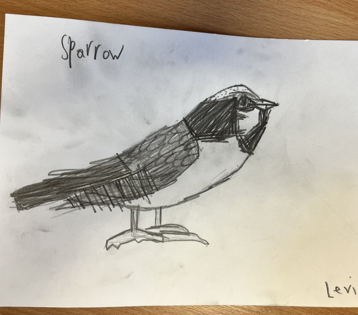 MrsCMuirCPS's tweet photo. Primary 3 sketched these wonderful House Sparrows today 💚🐦🪶@MissRafferty4 @MissBonar_ @carmondean_ps https://t.co/WBVQZiBiKe