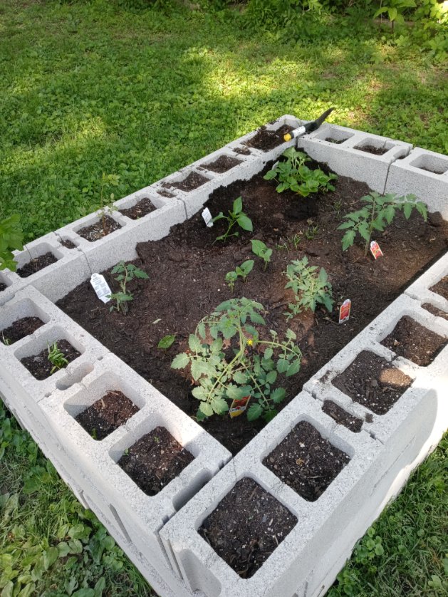 My little vegetable garden is beginning to bloom