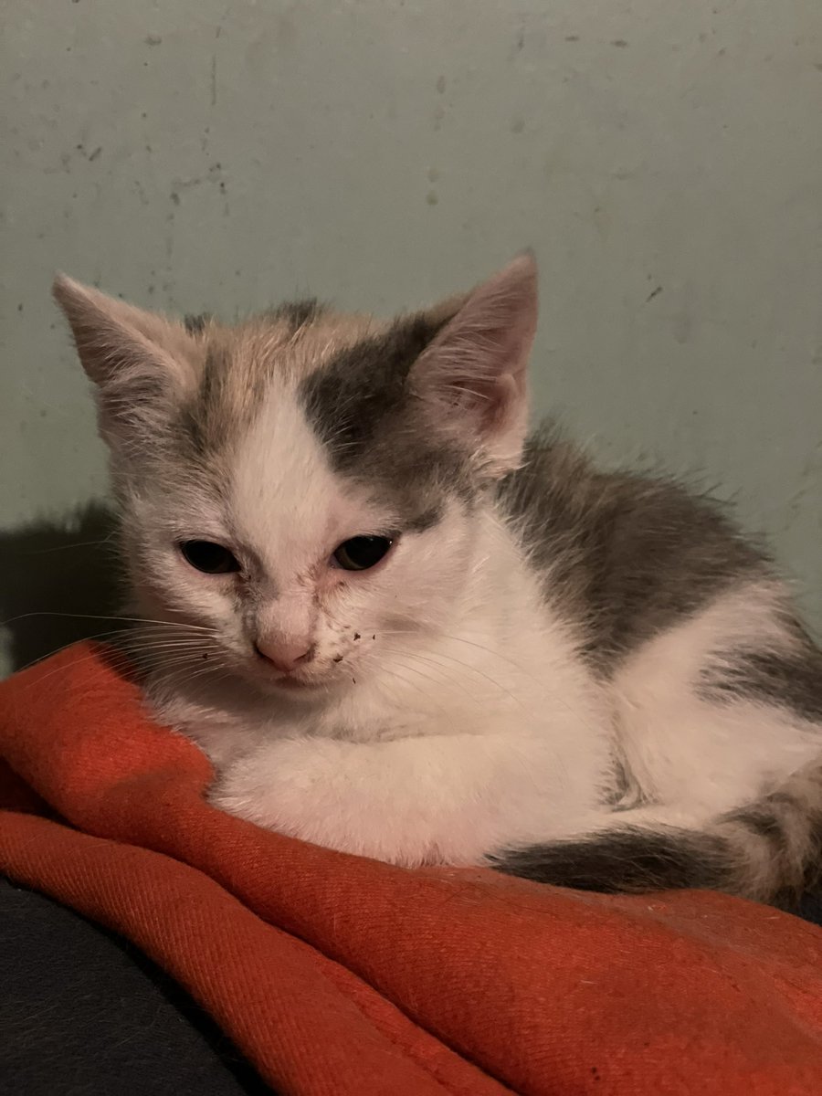 sidekickryan's tweet image. Almost 7 weeks