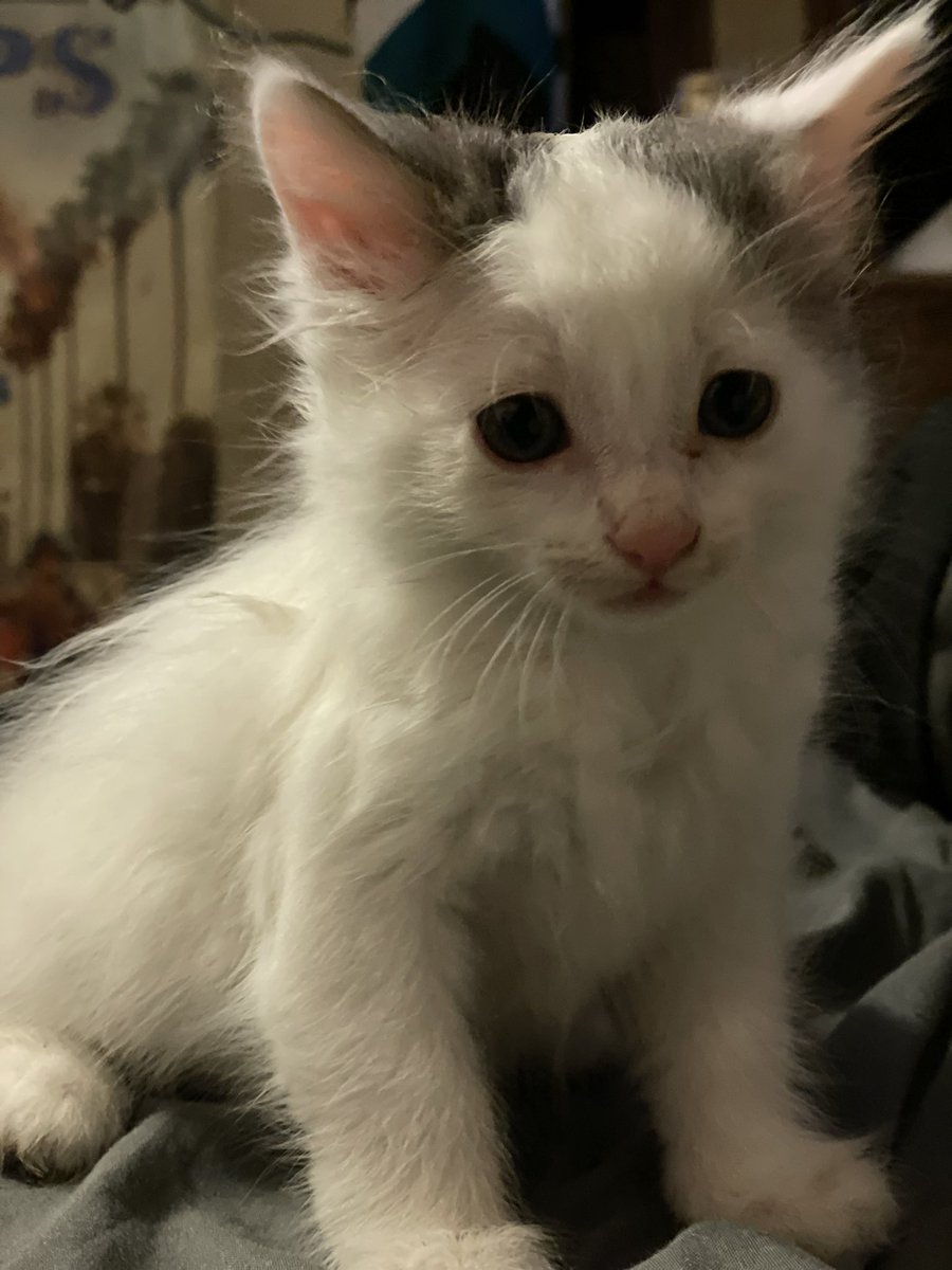 sidekickryan's tweet image. Almost 7 weeks