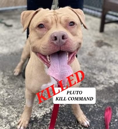 ginachron's tweet photo. PLUTO UPDATE๐
I'm sad to say 2yr old Pluto was killed today @NYCACC. One more pup deemed of no interest. While many tried to find a foster he got no ACC stipend, the list was long, pledges short + there was urgent need to clear Manhattan shelter. For shame! #RIPPluto He mattered https://t.co/NRvATJJXUq