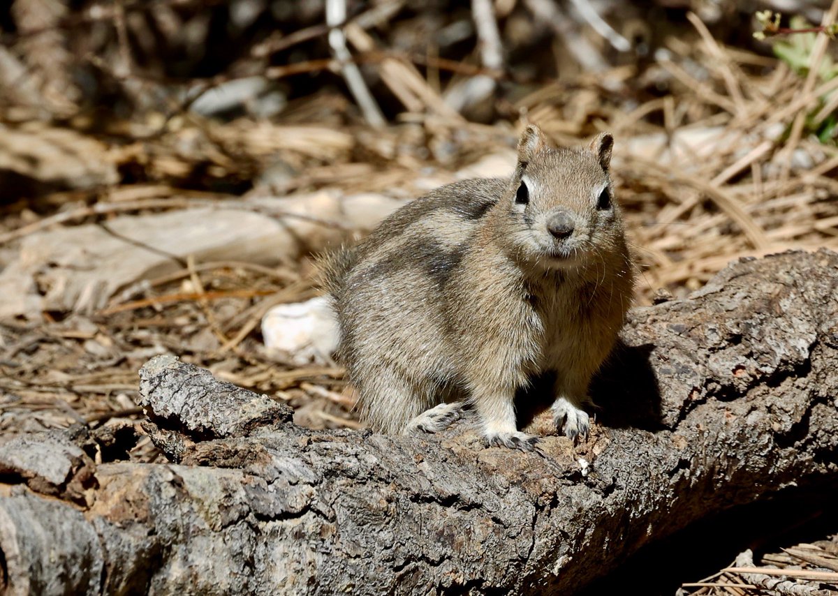 AdamDClovermist's tweet photo. Mt Charleston didn’t disappoint! Our @naturetrektours guests enjoyed mountain specialities such as Cassin’s Finch, the endemic Palmer’s Chipmunk, Clark’s Nutcracker and Broad-tailed Hummingbird. Great ending to our 2 week tour through Southern California! https://t.co/5DUB11X2ny