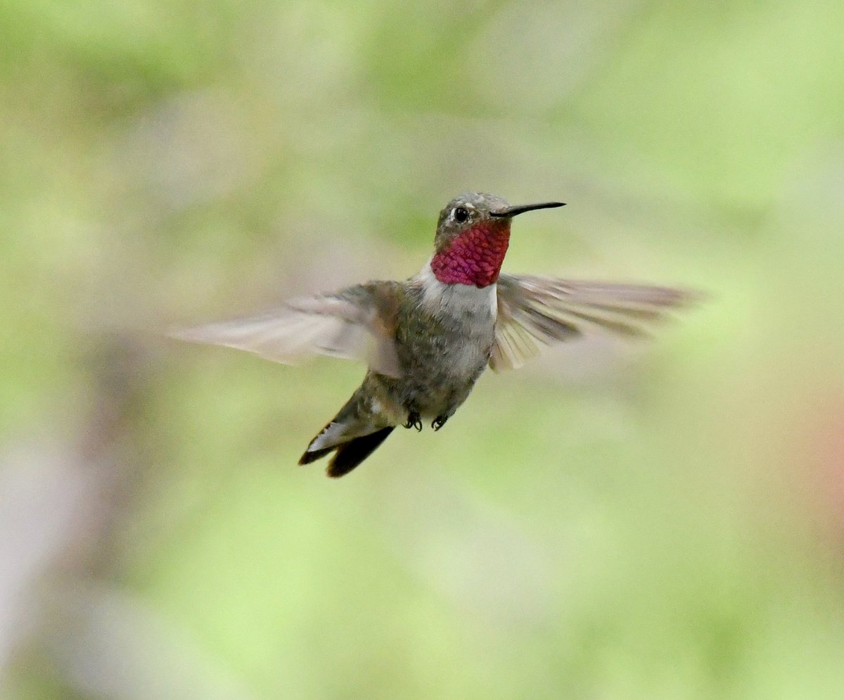 AdamDClovermist's tweet photo. Mt Charleston didn’t disappoint! Our @naturetrektours guests enjoyed mountain specialities such as Cassin’s Finch, the endemic Palmer’s Chipmunk, Clark’s Nutcracker and Broad-tailed Hummingbird. Great ending to our 2 week tour through Southern California! https://t.co/5DUB11X2ny