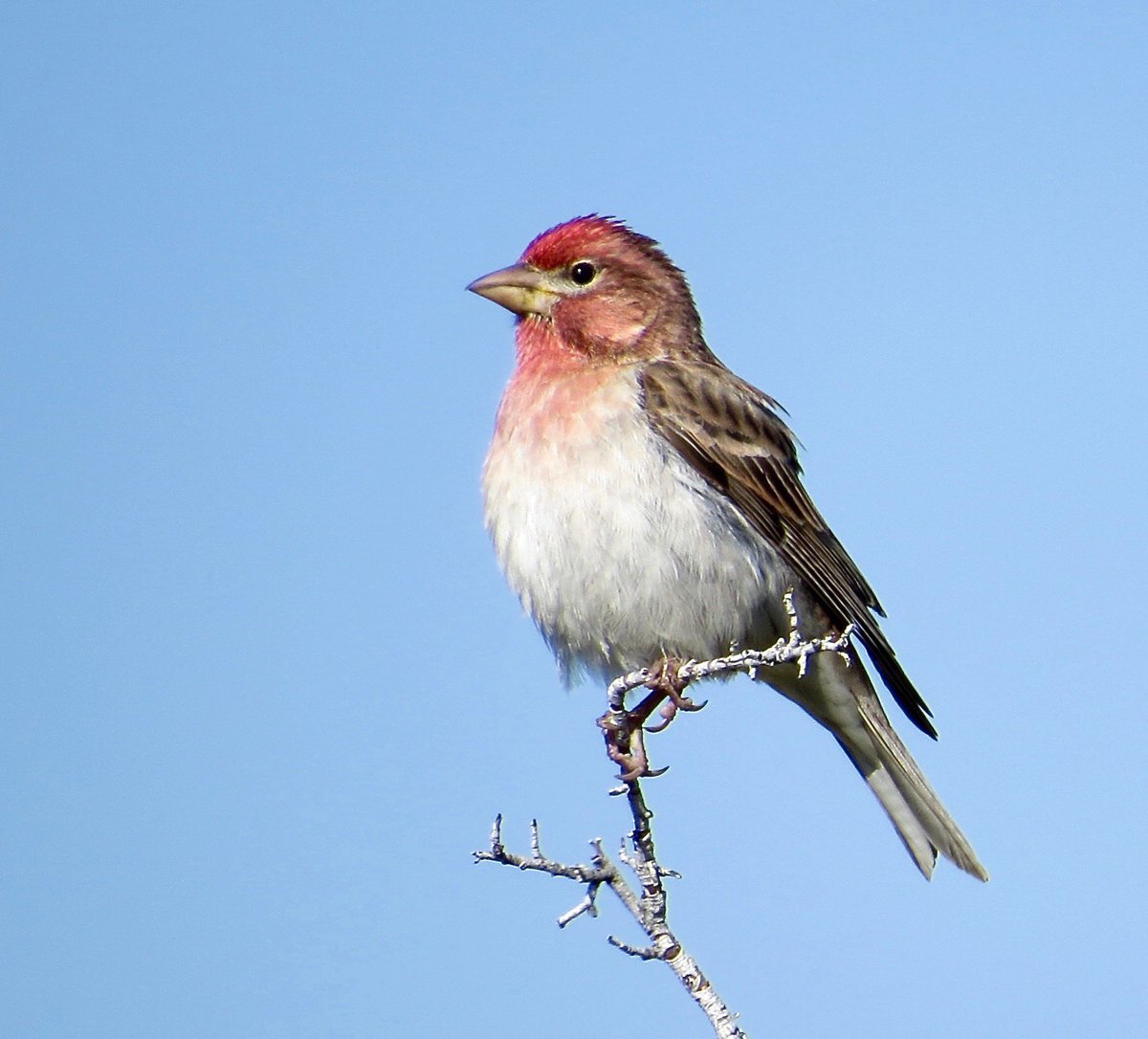 AdamDClovermist's tweet photo. Mt Charleston didn’t disappoint! Our @naturetrektours guests enjoyed mountain specialities such as Cassin’s Finch, the endemic Palmer’s Chipmunk, Clark’s Nutcracker and Broad-tailed Hummingbird. Great ending to our 2 week tour through Southern California! https://t.co/5DUB11X2ny