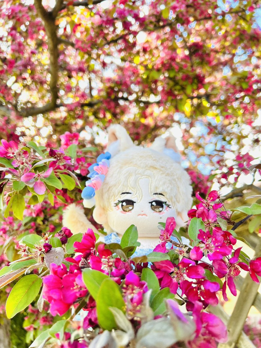 Bangtan_Chuu's tweet photo. Flower viewing 🌸

#bts  #btsdoll #kpopdoll #taehyung #방탄소년단  #棉花娃 #cottondoll #무속성 https://t.co/bkRNs9Is82