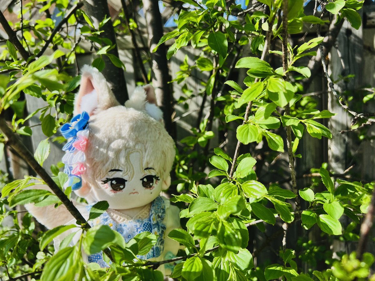Bangtan_Chuu's tweet photo. Flower viewing 🌸

#bts  #btsdoll #kpopdoll #taehyung #방탄소년단  #棉花娃 #cottondoll #무속성 https://t.co/bkRNs9Is82