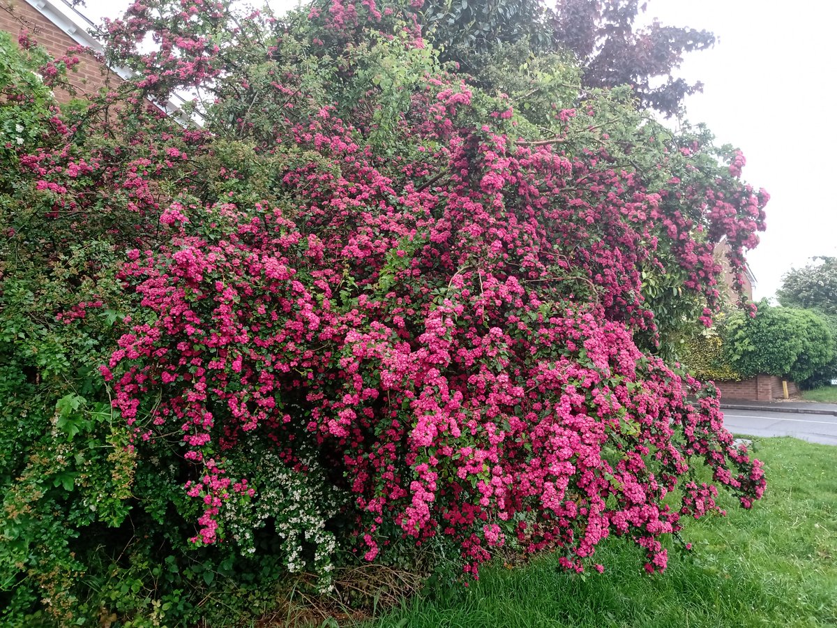 Beautiful pink hawthorn on my walk from the bus stop to the office this morning.