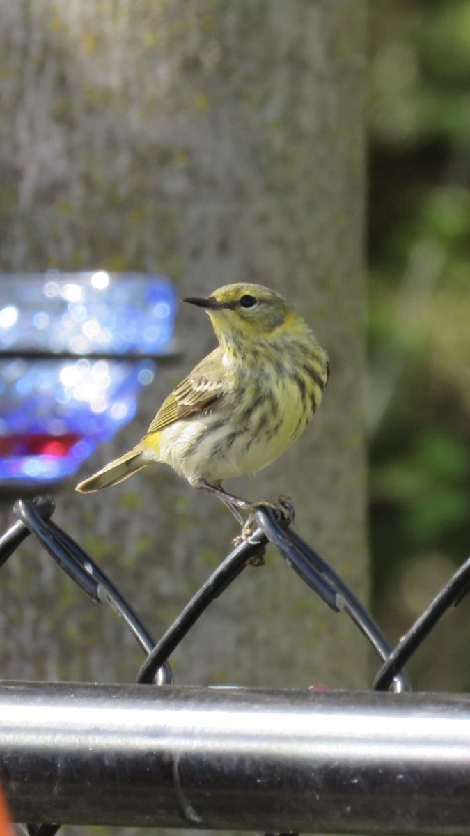 puttsandmutts's tweet photo. Cape May Warbler at my jelly feeders today! Had a pair a few years ago but haven’t seen them since. #CapeMayWarbler #BackyardBirds #TwitterNatureCommunity #BirdsOfMinnesota https://t.co/WfWz07TPrs
