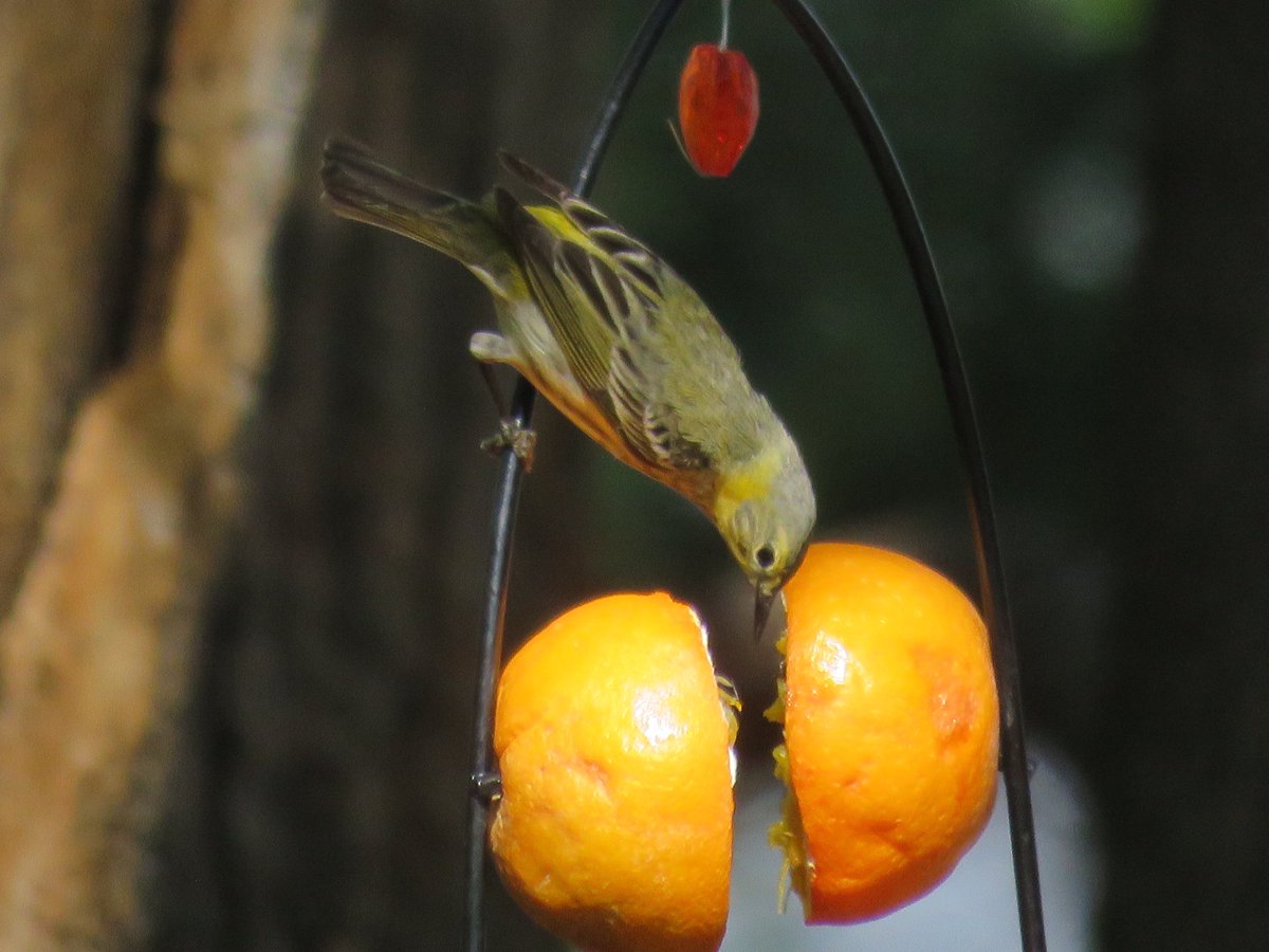 puttsandmutts's tweet photo. Cape May Warbler at my jelly feeders today! Had a pair a few years ago but haven’t seen them since. #CapeMayWarbler #BackyardBirds #TwitterNatureCommunity #BirdsOfMinnesota https://t.co/WfWz07TPrs