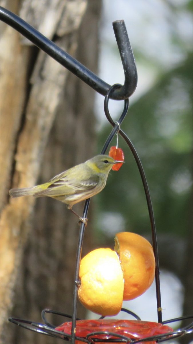puttsandmutts's tweet photo. Cape May Warbler at my jelly feeders today! Had a pair a few years ago but haven’t seen them since. #CapeMayWarbler #BackyardBirds #TwitterNatureCommunity #BirdsOfMinnesota https://t.co/WfWz07TPrs