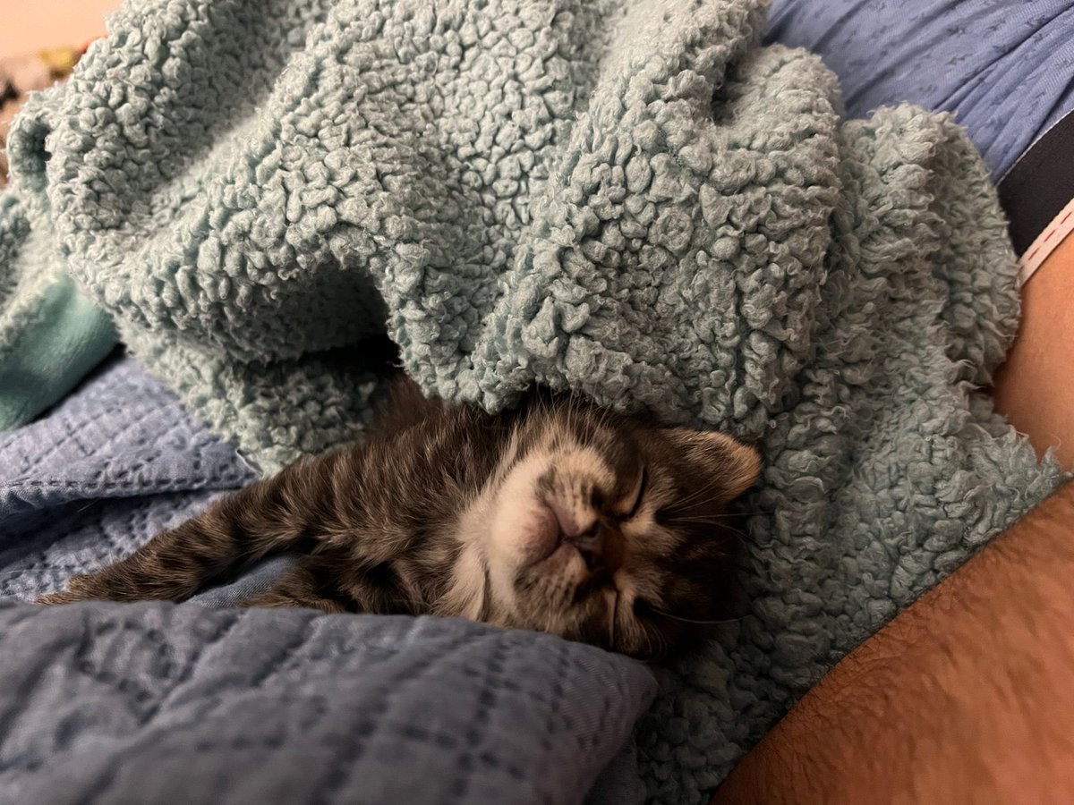 Albertosuarez_9's tweet photo. Se busca casita para este precioso gatito🐱, tiene 15 días, porfa compartid💪🏻vamos a conseguirlo entre todos y así poder buscarle  un hogar 🏠 💪🏻💙 https://t.co/Hk3asHB66m