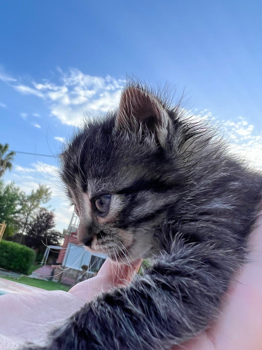Albertosuarez_9's tweet photo. Se busca casita para este precioso gatito🐱, tiene 15 días, porfa compartid💪🏻vamos a conseguirlo entre todos y así poder buscarle  un hogar 🏠 💪🏻💙 https://t.co/Hk3asHB66m