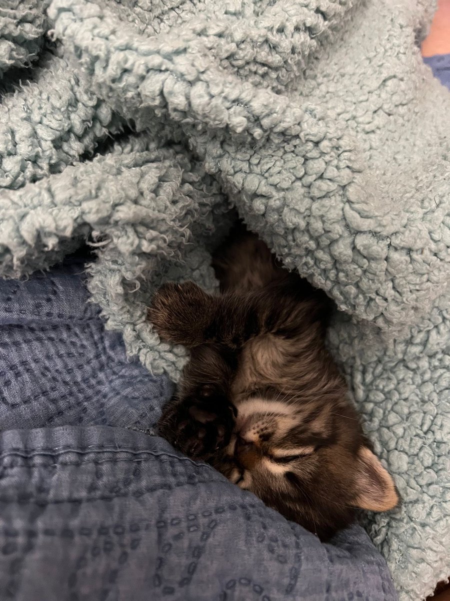 Albertosuarez_9's tweet photo. Se busca casita para este precioso gatito🐱, tiene 15 días, porfa compartid💪🏻vamos a conseguirlo entre todos y así poder buscarle  un hogar 🏠 💪🏻💙 https://t.co/Hk3asHB66m
