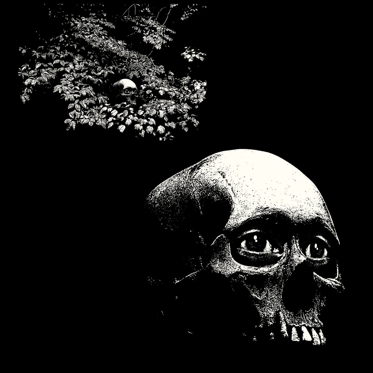 The latest Osees album is out for presale, cover glamour shot by yours truly...