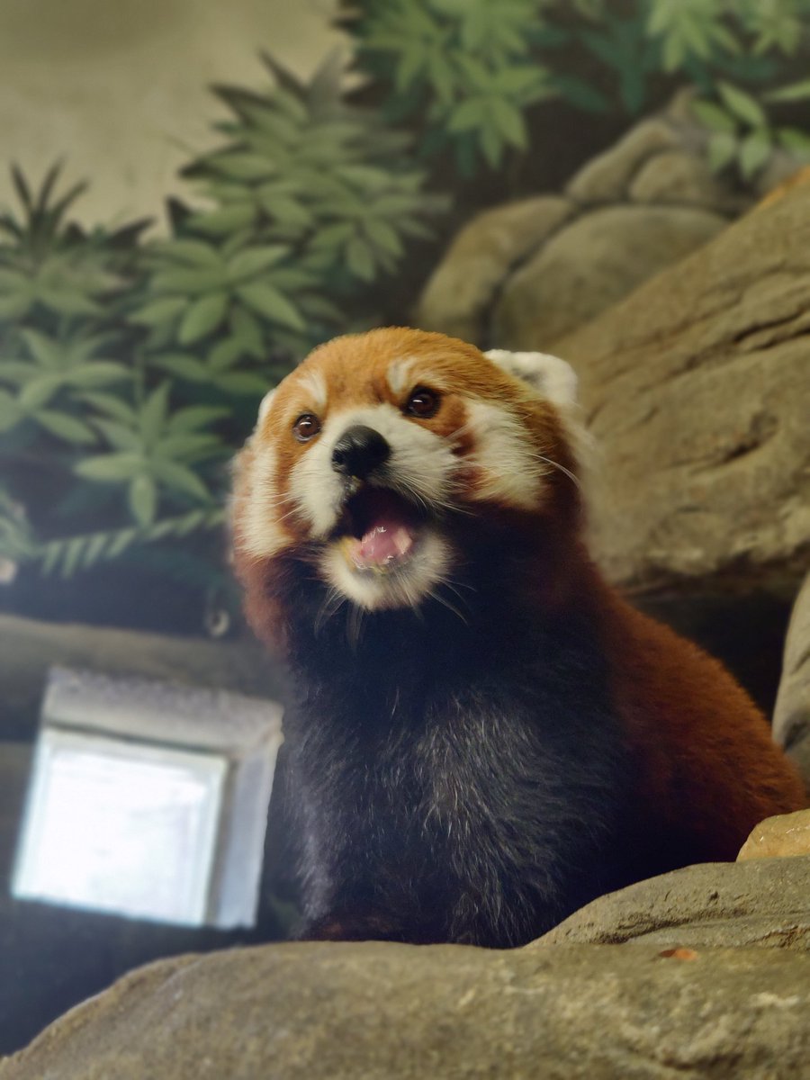 JakeLamar14's tweet photo. @ZacksJerryRig @dbrand This is a red panda from the Chattanooga zoo. His name is Ovie. Say hi to Ovie 😄 https://t.co/9eXwErzNfU