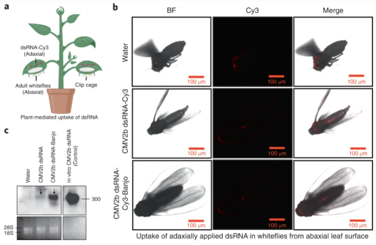 Nature Plants tweet media
