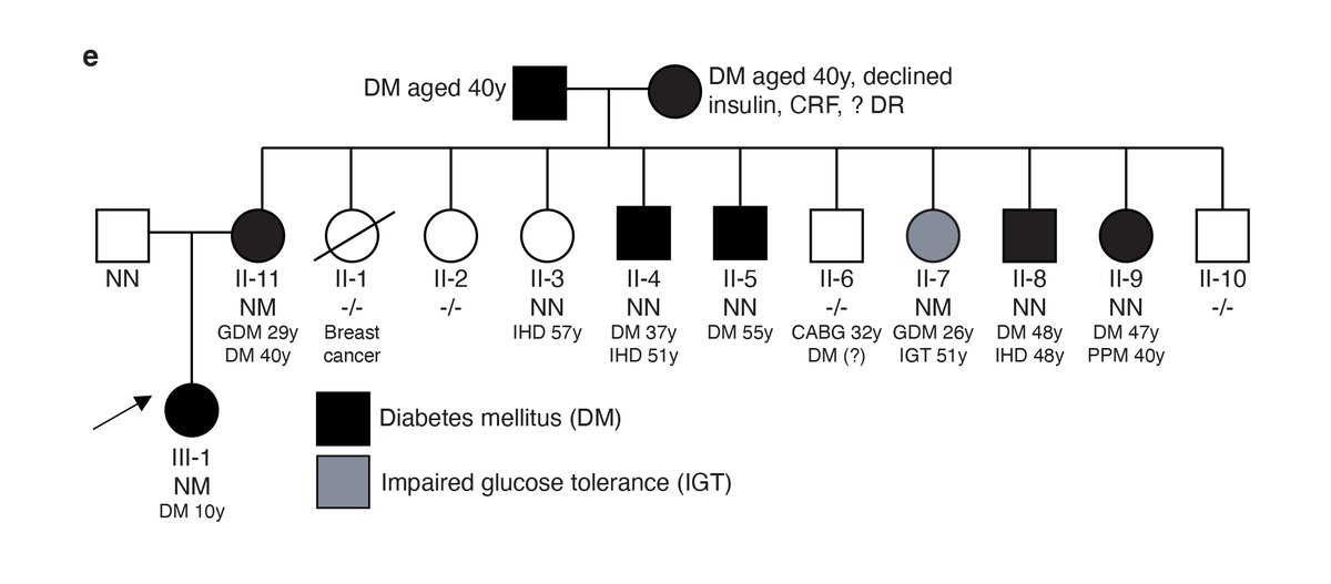 nkrentz's tweet photo. Our collaborator @daphslgardner identified a novel protein truncating variant (p.Tyr186X) in PAX4 in a Singaporean family with early onset diabetes. While we don’t think this variant causes monogenic diabetes, carriers of the risk allele also have reduced beta cell function. 4/ https://t.co/7fo68rLcCS