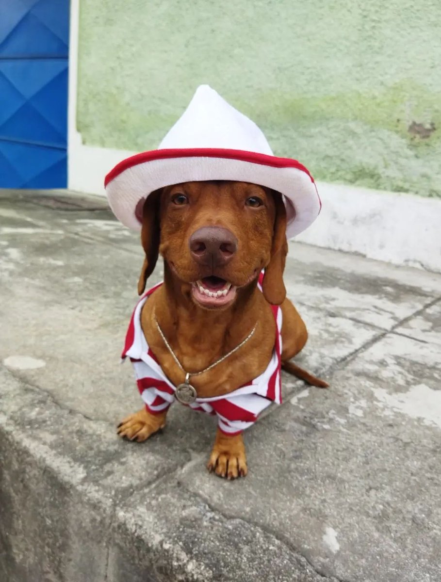PAOORIXA's tweet photo. Doguinho vestido de Zé Pelintra ♥️ https://t.co/XfuhQEOzdv