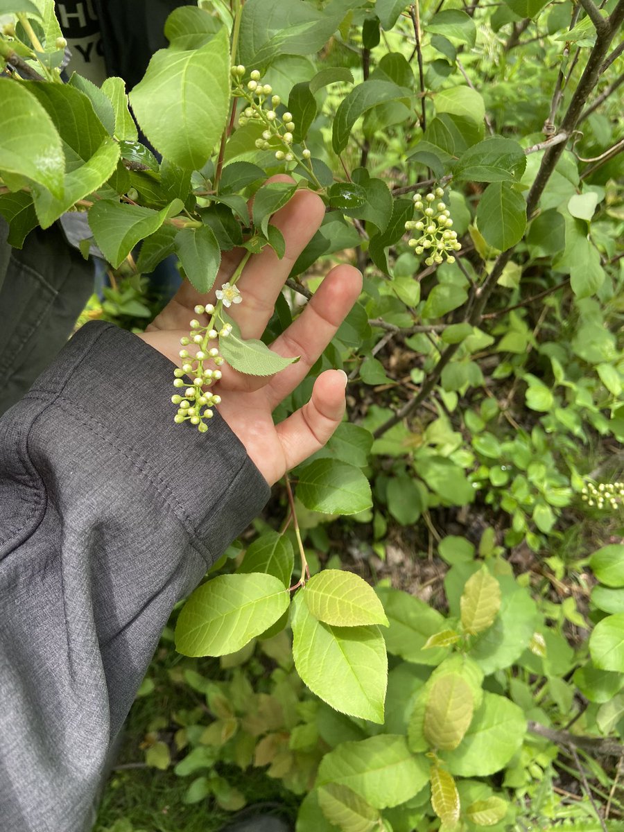 ms_donofrio10's tweet photo. Love our forest of learning so many new things to find and learn about! @SACTVDSB @outdoorwithmrsm https://t.co/Nh6tkOLmQA