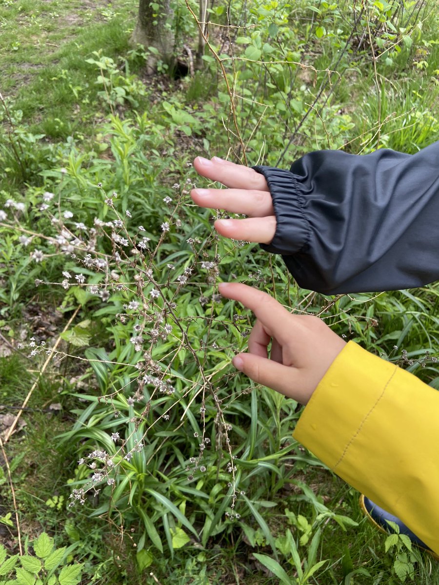 ms_donofrio10's tweet photo. Love our forest of learning so many new things to find and learn about! @SACTVDSB @outdoorwithmrsm https://t.co/Nh6tkOLmQA