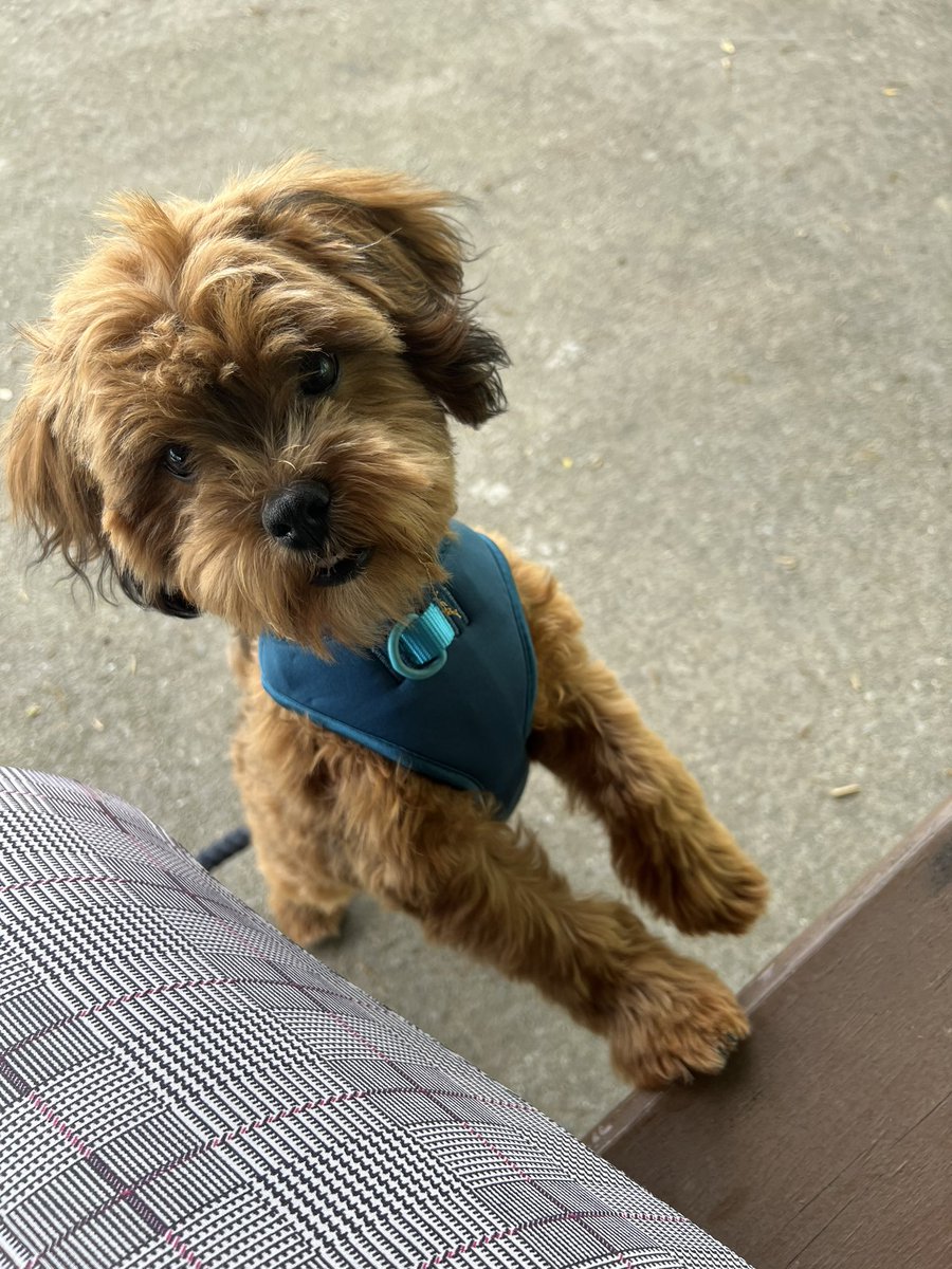 Milo_Shihpoo's tweet photo. Milo wearing his new harness. Feels so much better for him #dogharness #dogsoftwitter #smalldogs #browndogs #cute #shihtzu #poodle https://t.co/dklybAbsOu