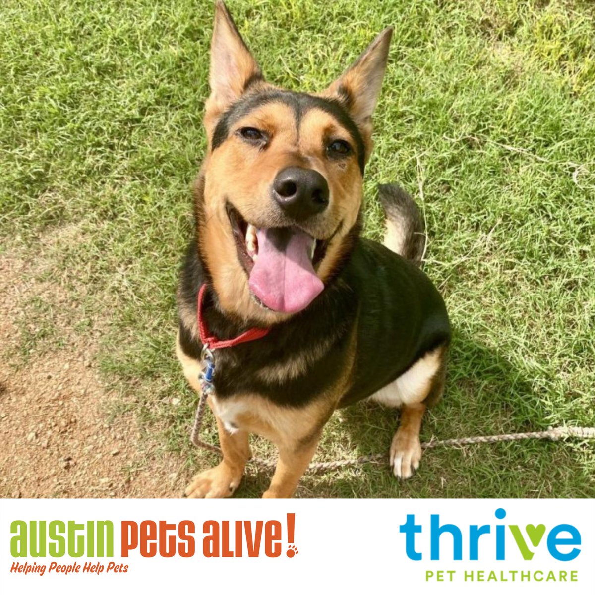 pathwayvets's tweet photo. Thrive Pet Healthcare & @austinpetsalive are thrilled to officially announce a partnership that provides resources to help keep adoptive pets healthy & happy. Adopters can enroll their new pet into our Thrive Plus membership for 6 months completely FREE. #austinpets #veterinary https://t.co/9AkZTS1TEf