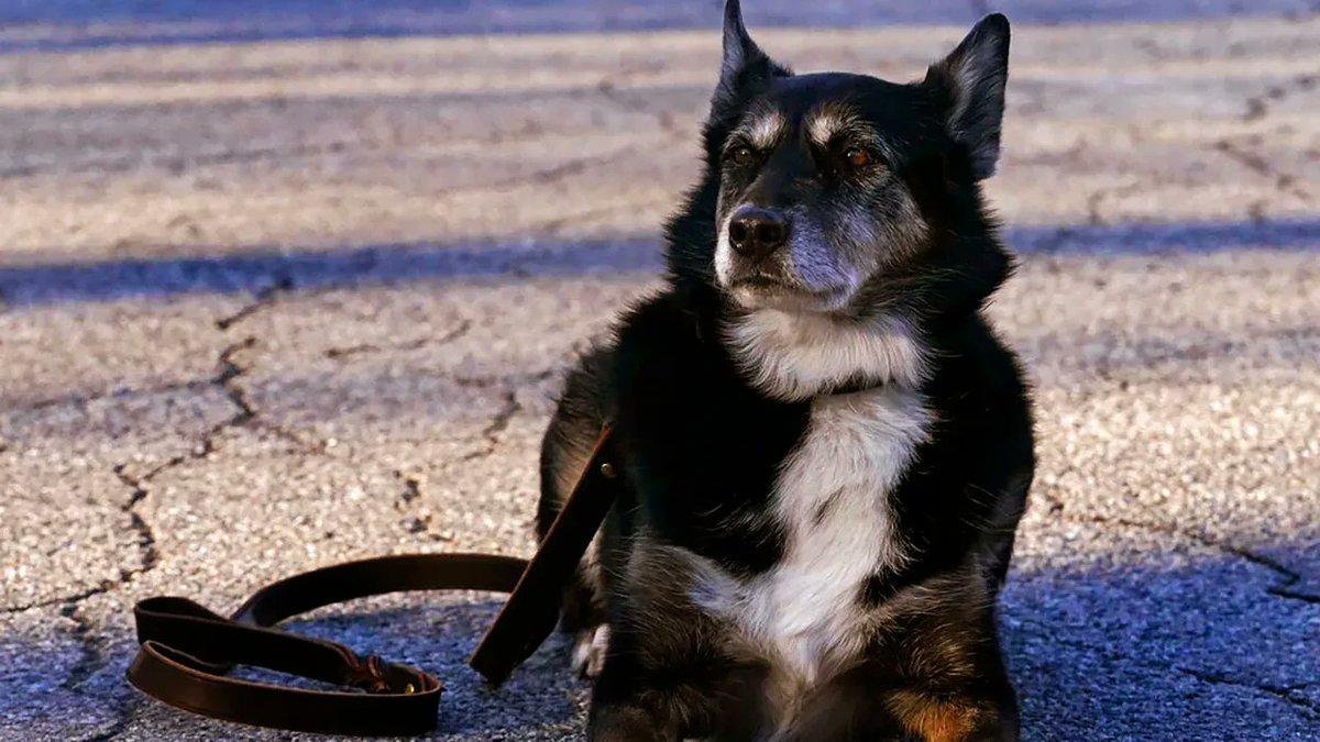 kc5fm's tweet image. “Today the Rhode Island State Police family is mourning the death of K-9 Ruby” buff.ly/3Me1LWe #RescuedByRuby #BackTheBlue @netflix