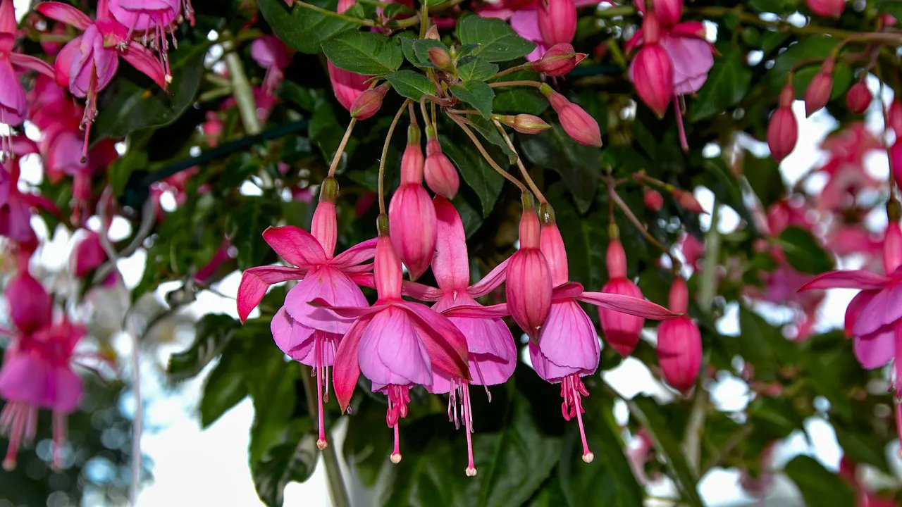 メリアルーム 木曜日いいねお休みです 今日の花 5月17日の誕生日花は フクシア 花言葉は 愛を信じます です この日生まれの人は 努力を惜しまない意志の強いタイプ 華やかな環境に憧れ夢に向かう姿勢を見て 周囲は勇気づけられています